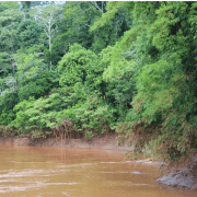 Professor da UFOP descarta relação do rompimento da barragem de Fundão com surto de febre amarela foto Sérvio
