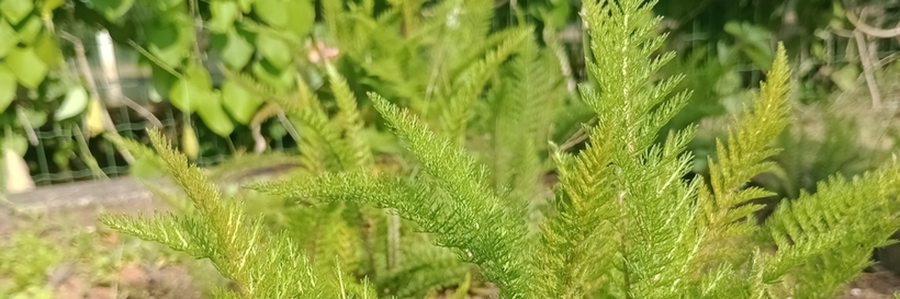 milefolium